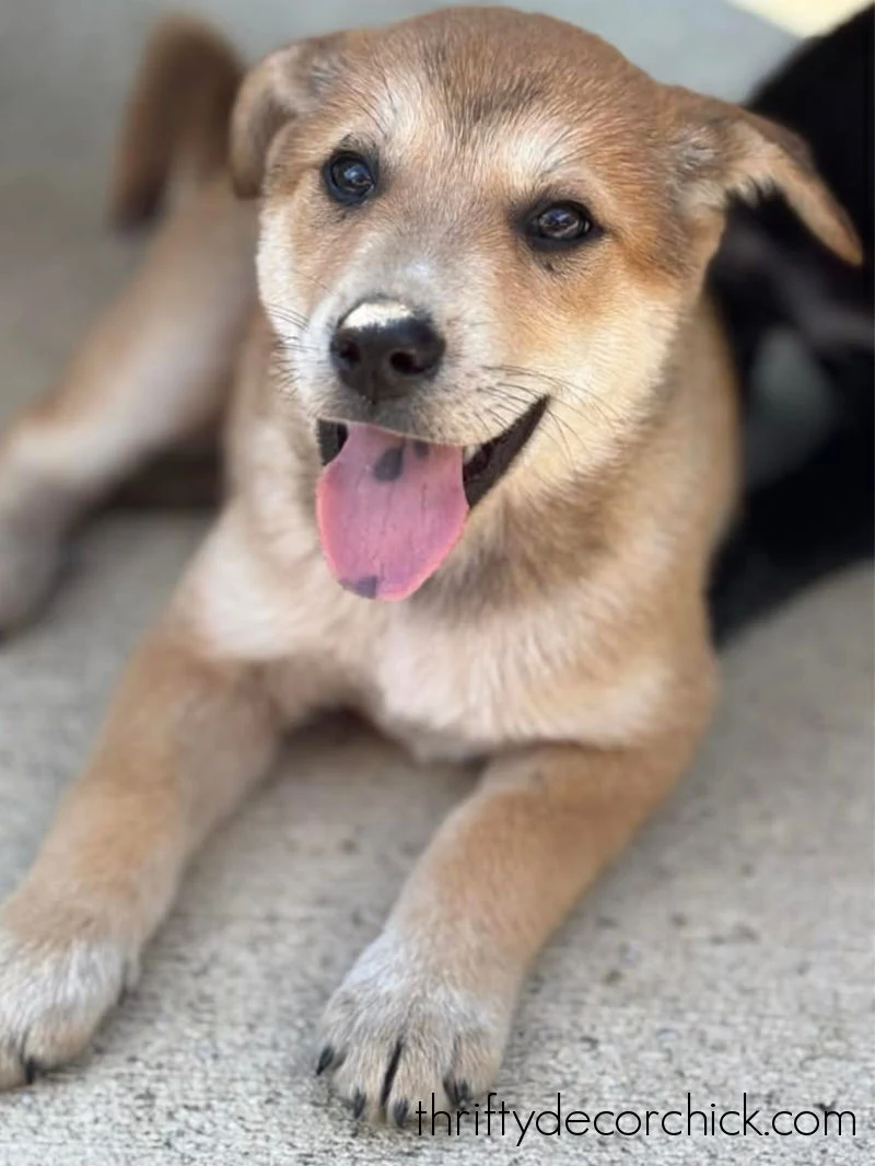 Carolina Dog puppy